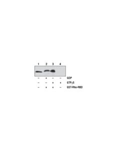 Cell Signaling Active Rho Detection Kit