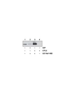 Cell Signaling Active Ras Detection Kit