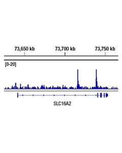 Cell Signaling Nanog (D2a3) Xp Rabbit mAb (Mouse Specific)