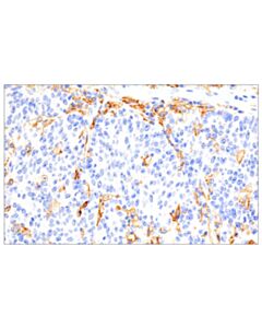 Cell Signaling Cd16 (2h7) Mouse mAb