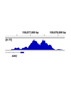 Cell Signaling Phospho-Stat1 (Ser727) (D3B7) Rabbit mAb
