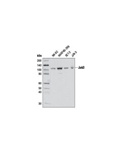 Cell Signaling Jak3 (D1h3) Rabbit mAb