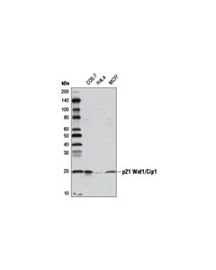 Cell Signaling P21 Waf1/Cip1 (12d1) Rabbit mAb (Biotinylated)