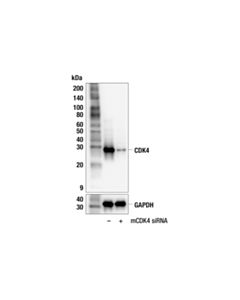Cell Signaling CDK4 (F4A7V) Rabbit mAb
