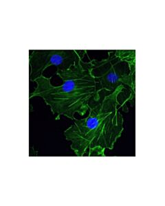 Cell Signaling Beta-Actin (13e5) Rabbit mAb (Alexa Fluor<LT/>Sup&Gt;® <LT/>/Sup&Gt;488 Conjugate)