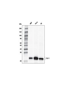 Cell Signaling Dj-1 (D29e5) Xp Rabbit mAb (Hrp Conjugate)