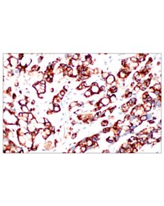 Cell Signaling Muc2 (Ccp58) Mouse mAb Apply) (Additional