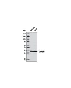 Cell Signaling Gapdh (D16h11) Xp Rabbit mAb (Hrp Conjugate)