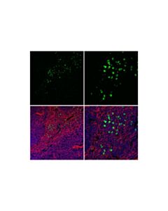 Cell Signaling Ly-6g (1a8) Rat mAb (Fitc Conjugate)