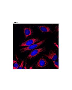 Cell Signaling Anti-Rabbit Igg (H+L), F(Ab) 2 Fragment (Alexa Fluor 594 Conjugate)