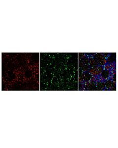 Cell Signaling Anti-Mouse Igg (H+L), F(Ab) 2 Fragment (Alexa Fluor 594 Conjugate)