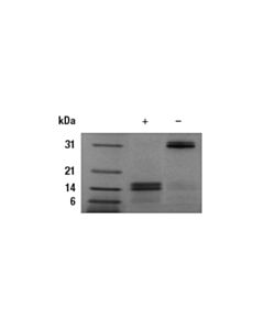 Cell Signaling Mouse Il-17a/F Heterodimer Recombinant Protein