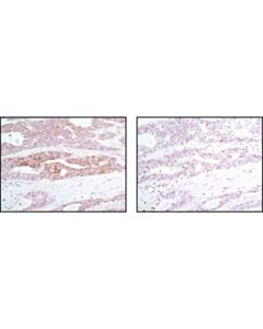 Cell Signaling Phosphoplus Eif2alpha (Ser51) Antibody Duet