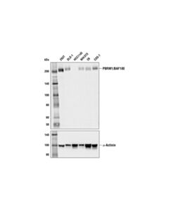 Cell Signaling Pbrm1/Baf180 (E9x2z) Rabbit mAb