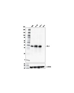 Cell Signaling PU.1 (E8I8L) Mouse mAb 20 uL