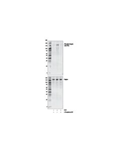 Cell Signaling Phospho-Raptor (Ser792) (E4V6C) Rabbit mAb 20 uL