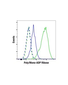 Cell Signaling Poly/Mono-ADP Ribose (D9P7Z) Rabbit mAb