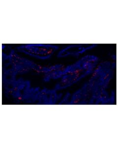Cell Signaling CD31 (PECAM-1) (D8V9E) Rabbit Monoclonal Antibody (Alexa Fluor® 555 Conjugate)