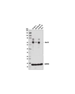 Cell Signaling Sox10 (D5v9l) Rabbit mAb