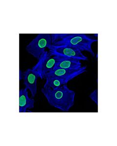 Cell Signaling Alexa Fluor 647 Phalloidin