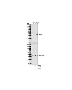 Cell Signaling ApoE4 (4E4) Mouse mAb 20 uL