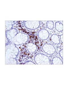 Cell Signaling Icos (D1k2t ™ ) Rabbit mAb