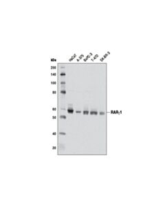 Cell Signaling Rargamma1 (D3a4) Xp Rabbit mAb