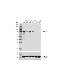 Cell Signaling HNF1alpha (D7Z2Q) Rabbit mAb 20 uL