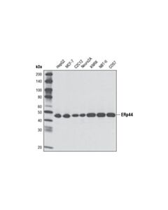Cell Signaling ERp44 (D17A6) XP ® Rabbit mAb (BSA and Azide Free)