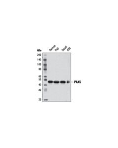 Cell Signaling Pax5 (D19f8) Xp Rabbit mAb