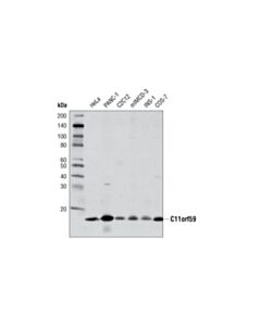 Cell Signaling Lamtor1/C11orf59 (D11h6) Xp Rabbit mAb