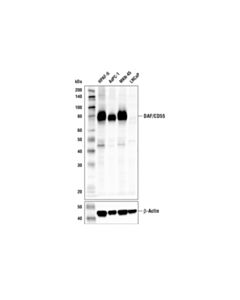 Cell Signaling Daf/Cd55 (E7g2u) Xp ® Rabbit mAb (BSA And Azide Free)