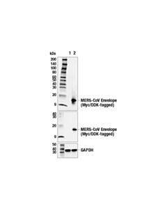 Cell Signaling Mers-Cov Envelope Protein (E8x6r) Rabbit mAb