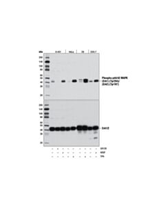 Cell Signaling Phospho-P44/42 Mapk (Erk1) (Tyr204)/(Erk2) (Tyr187) (D1h6g) Mouse mAb (BSA And Azide Free)