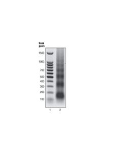 Cell Signaling Simplechip Enzymatic Chromatin Ip Kit (Agarose Beads)