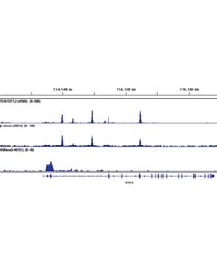 Cell Signaling Simplechip Plus Enzymatic Chromatin Ip Kit (Magnetic Beads)