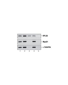 Cell Signaling Chip-Grade Protein g Magnetic Beads