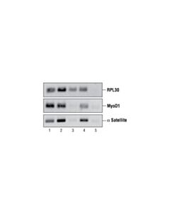 Cell Signaling Chip-Grade Protein g Agarose Beads
