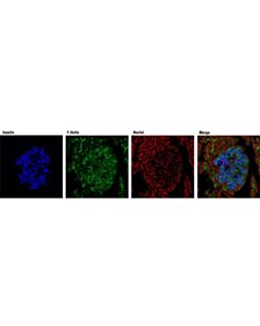 Cell Signaling Insulin (C27c9) Rabbit mAb (Alexa Fluor 647 Conjugate)