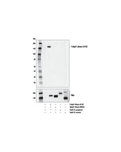 Cell Signaling FnCpf1/Cas12a (Strain U112 ) (E7I2B) Rabbit mAb 20 uL
