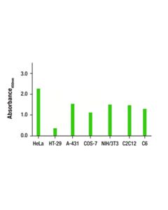 Cell Signaling Total c-Raf Matched Antibody Pair
