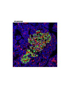 Cell Signaling Insulin (C27c9) Rabbit mAb (Alexa Fluor 488 Conjugate)