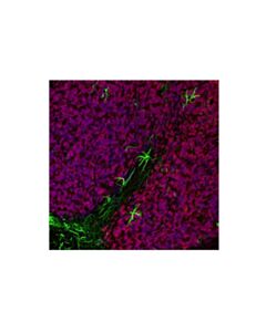 Cell Signaling Neun (D4g4o) Xp Rabbit mAb (Alexa Fluor 594 Conjugate)