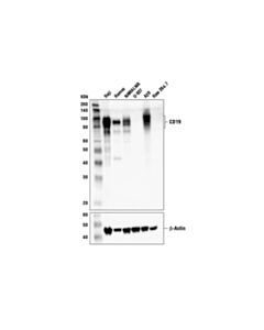 Cell Signaling Cd19 (Intracellular Domain) (D4v4b) Xp Rabbit mAb