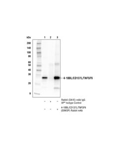 Cell Signaling 4-1bbl/Cd137l/Tnfsf9 (E8w3p) Rabbit mAb