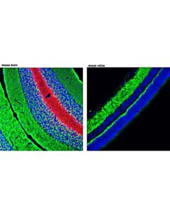 Cell Signaling Synaptophysin (7H12) Mouse mAb (IF Formulated) 20 uL