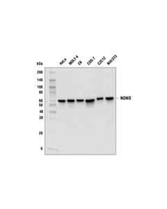 Cell Signaling Nono Antibody