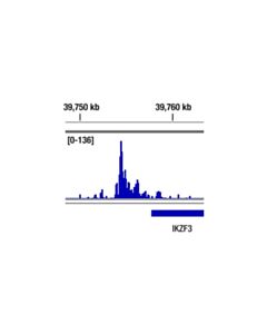 Cell Signaling Ikaros (D10e5) Rabbit mAb