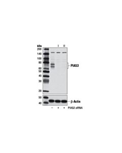 Cell Signaling Pias3 (D5f9) Xp Rabbit mAb