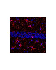 Cell Signaling Goat Anti-Mouse IgG2a, Fc gamma Specific Antibody (Alexa Fluor® 594 Conjugate); 500 µg